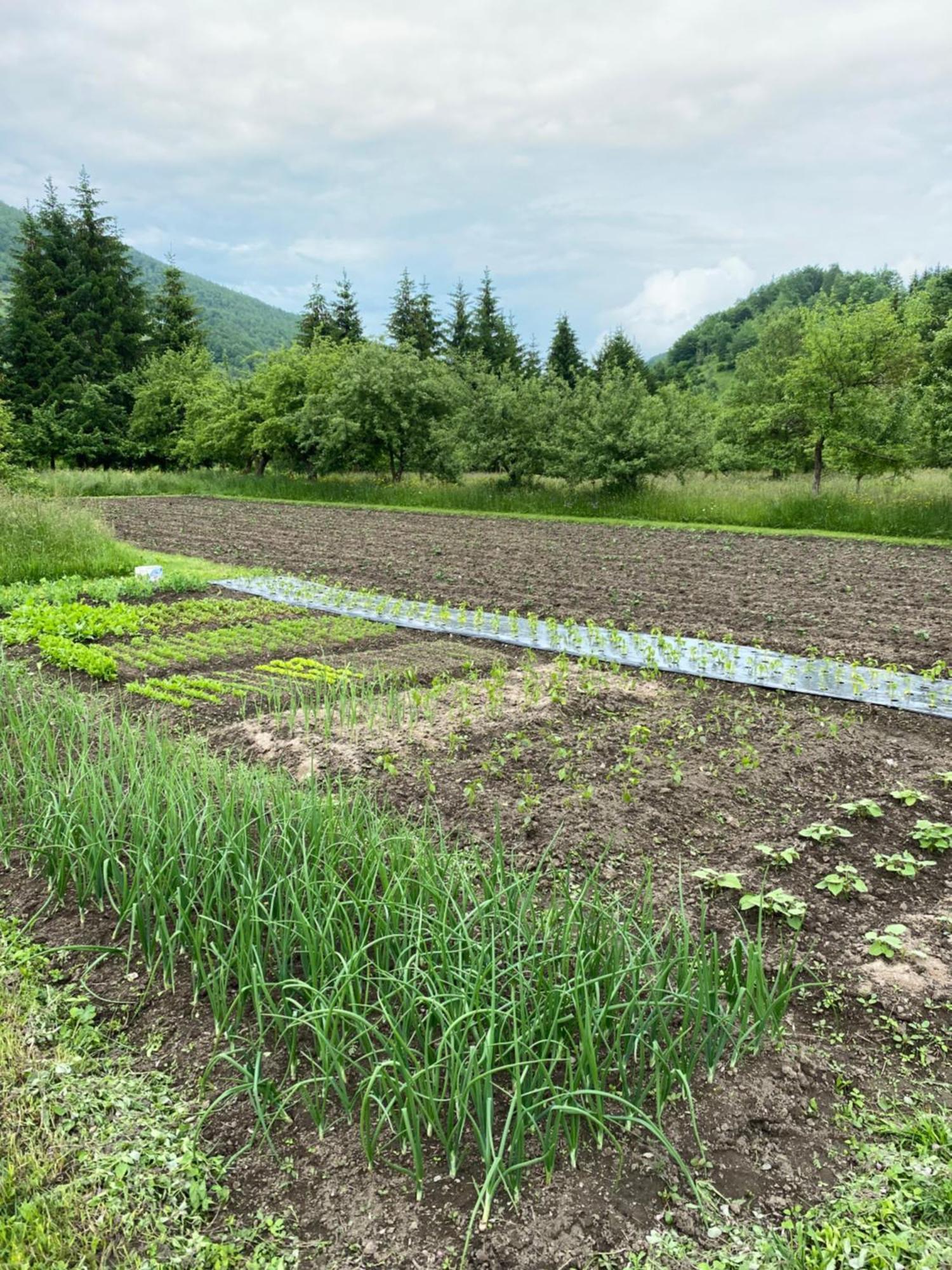 Farmstead Green Haven Mojkovac Exterior foto