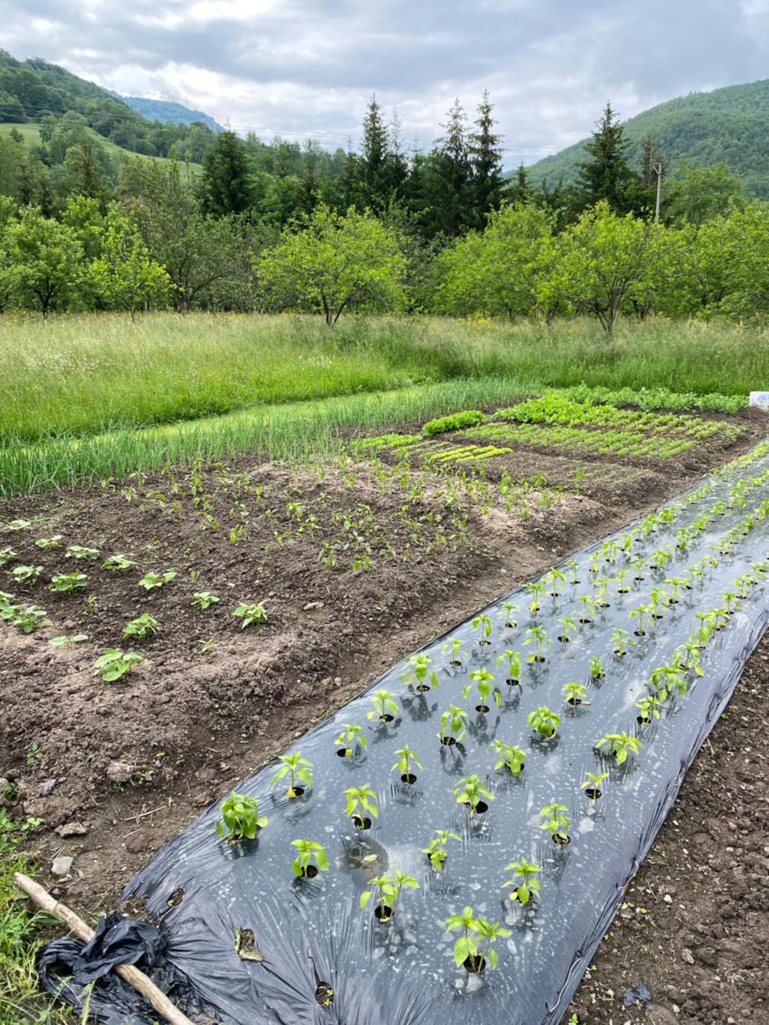 Farmstead Green Haven Mojkovac Exterior foto